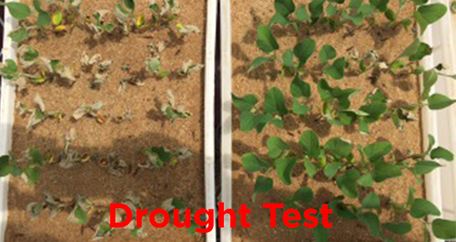 kgsagro.com-droughttest1